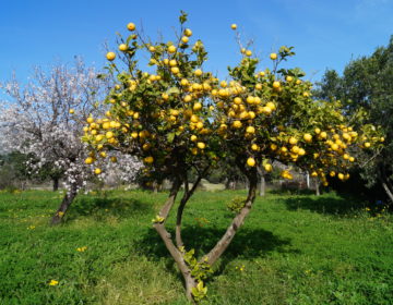 Winterträume auf Mallorca